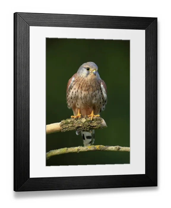 Framed Print : Common Kestrel (Falco tinnunculus)