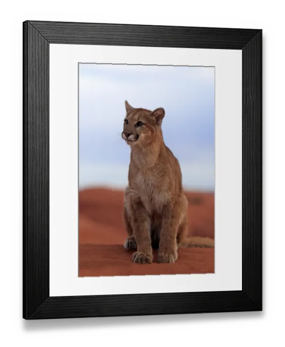 Framed Print : Puma, Cougar or Mountain Lion (Puma concolor) sitting on a rock Framed Print : Puma, Cougar or Mountain Lion (Puma concolor) sitting on a rock