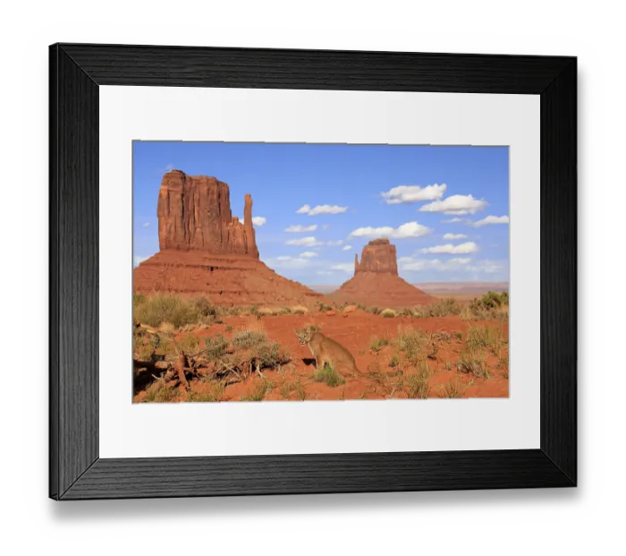 Framed Print : Puma, Cougar or Mountain Lion (Puma concolor)