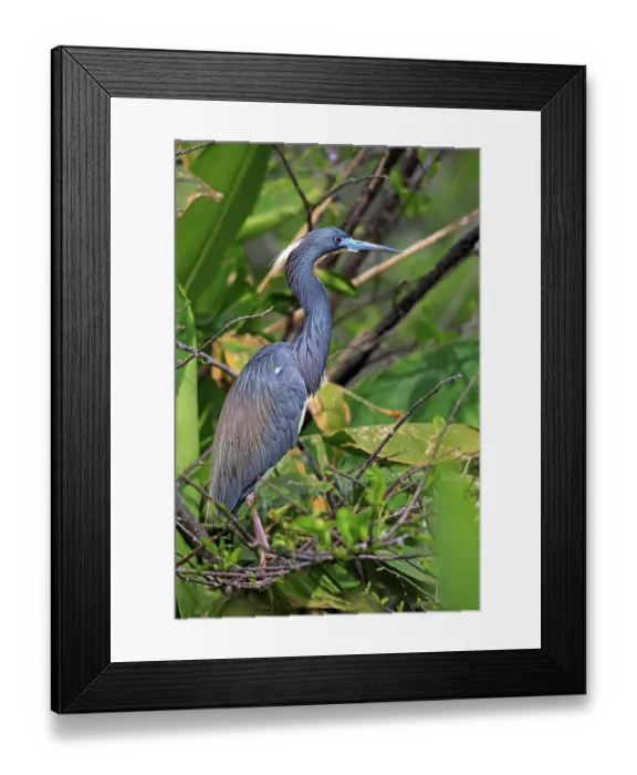 Framed Print : Tricoloured Heron (Egretta tricolor) Framed Print : Tricoloured Heron (Egretta tricolor)