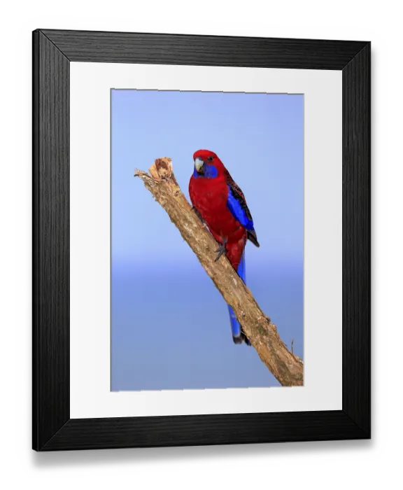 Framed Print : Crimson Rosella (Platycercus elegans) adult on perch