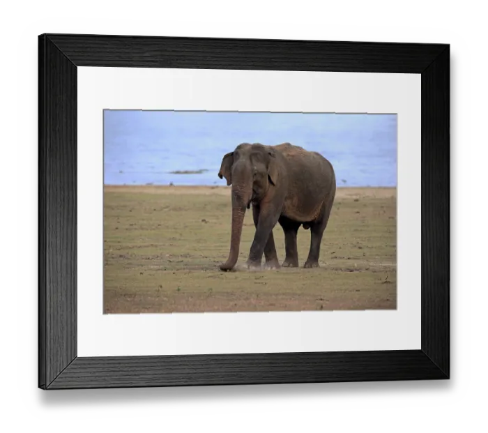 Framed Print : Sri Lankan elephant (Elephas maximus maximus) Framed Print : Sri Lankan elephant (Elephas maximus maximus)