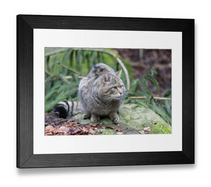 Framed Print : Wildcat (Felis silvestris), National Park