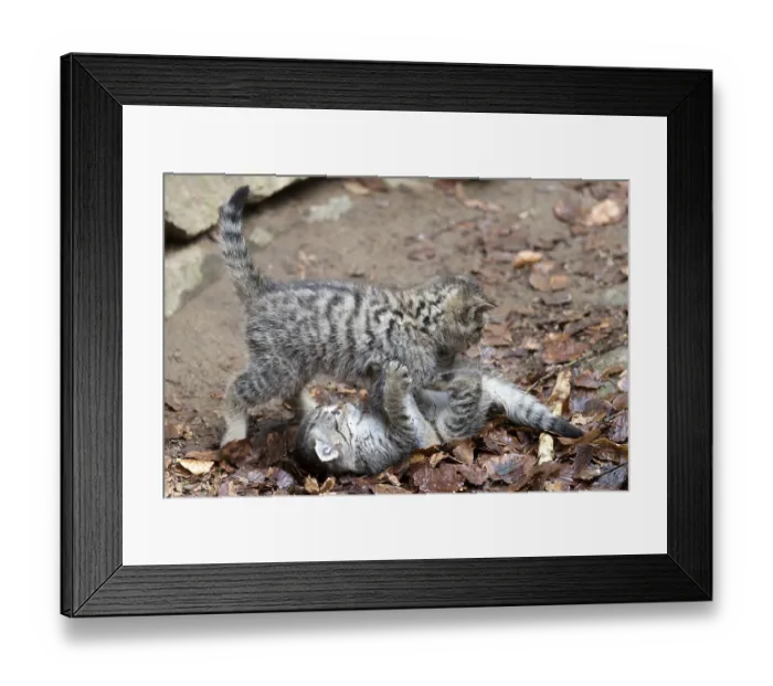 Framed Print : Wildcat (Felis silvestris), young animal