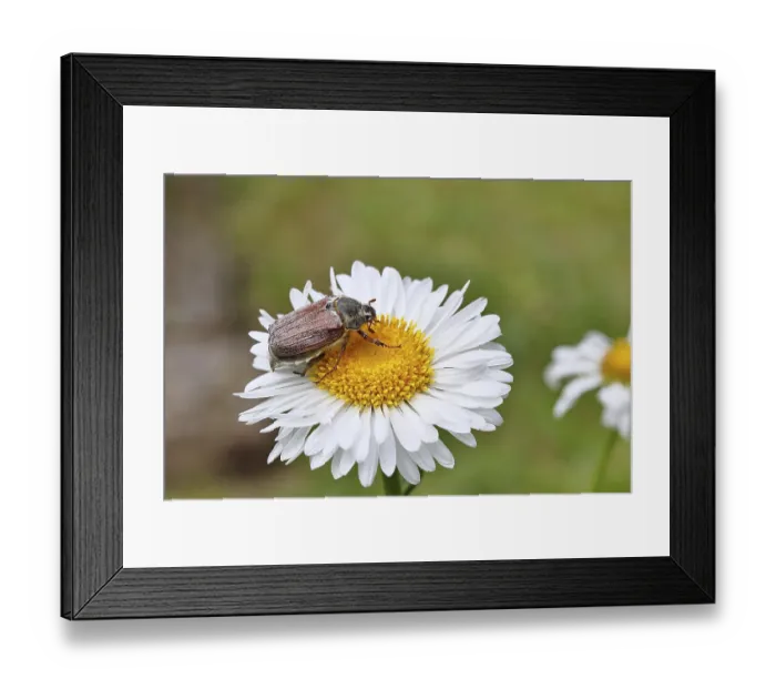 Framed Print : Cockchafer, field cockchafer (Melolontha melolontha)