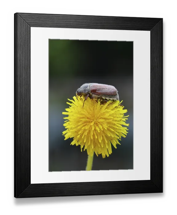 Framed Print : Cockchafer, field cockchafer (Melolontha melolontha) Framed Print : Cockchafer, field cockchafer (Melolontha melolontha)