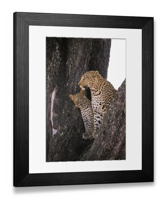 Framed Print : Leopard (Panthera pardus ), Female with juvenile looking out in tree