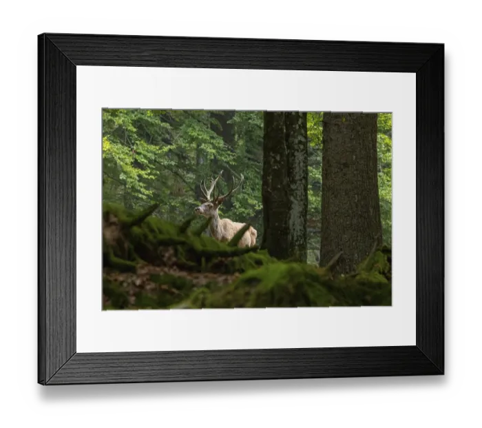 Framed Print : Red deer (Cervus elaphus) Germany (c)