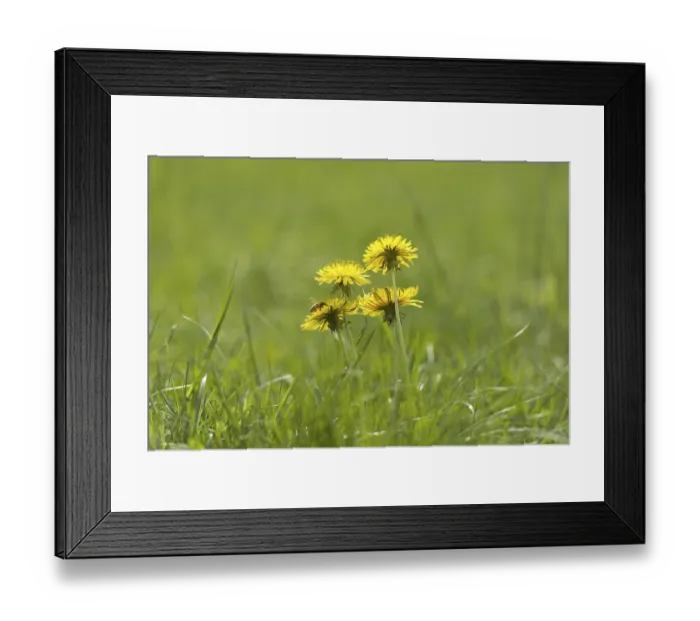 Framed Print : Dandelion Flower on the Green Field with Grass and a Bee in a Sunny Summer Day in Locarno Framed Print : Dandelion Flower on the Green Field with Grass and a Bee in a Sunny Summer Day in Locarno