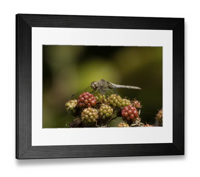 Framed Print : Common darter dragonfly (Sympetrum striolatum) adult insect resting on blackberries fruit in summer