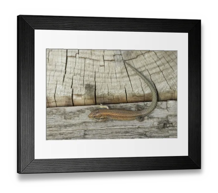Framed Print : Common lizard (Zootoca vivipara) adult reptile resting on a wooden sleeper