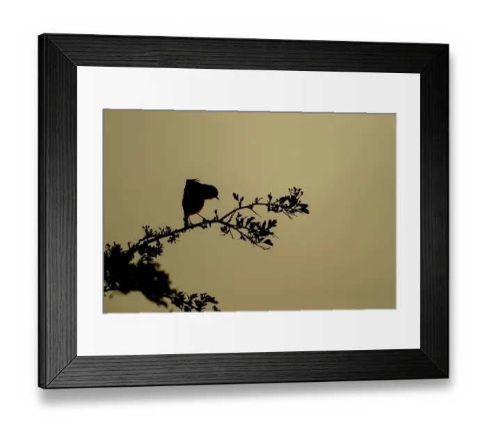Framed Print : European robin (Erithacus rubecula) silhouette of an adult bird stretching on a tree branch at sunset