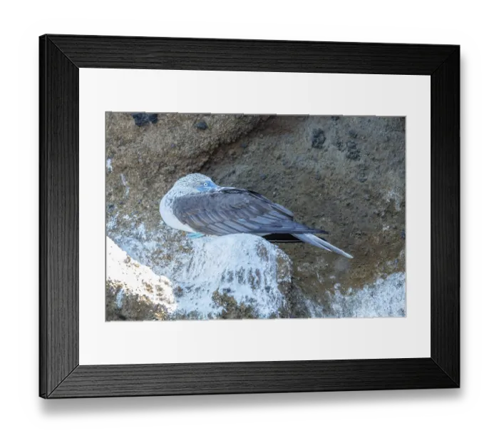 Framed Print : Blue-footed Booby (Sula nebouxii) Framed Print : Blue-footed Booby (Sula nebouxii)