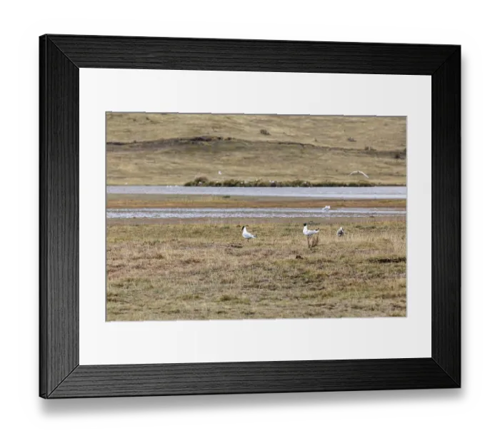 Framed Print : Seagull (Larinae), National Park Framed Print : Seagull (Larinae), National Park