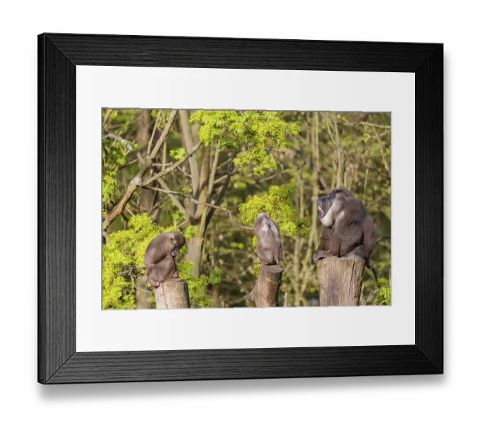 Framed Print : Three Drills (Mandrillus leucophaeus)