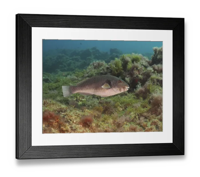Framed Print : Mediterranean parrotfish (Sparisoma cretense)