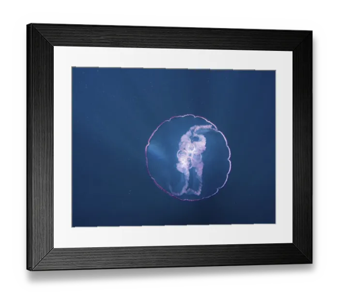Framed Print : Common jellyfish (Aurelia aurita)