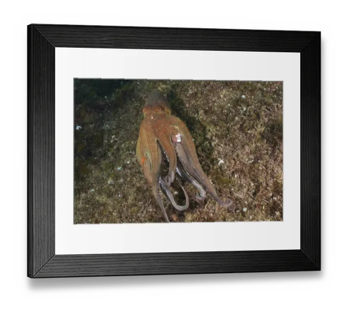 Framed Print : A Common Octopus (Octopus vulgaris)