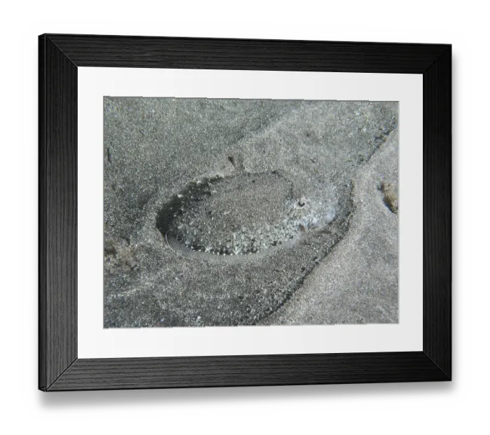 Framed Print : A juvenile Common cuttlefish (Sepia officinalis) lies perfectly camouflaged on the sand of the seabed Framed Print : A juvenile Common cuttlefish (Sepia officinalis) lies perfectly camouflaged on the sand of the seabed