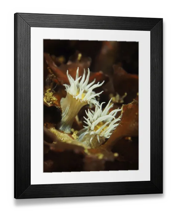 Framed Print : Two spiegeleianemone (Actinothoe sphyrodeta) protrude from a brown underwater landscape Framed Print : Two spiegeleianemone (Actinothoe sphyrodeta) protrude from a brown underwater landscape