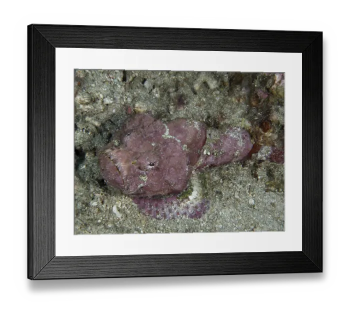 Framed Print : A humpback scorpionfish (Scorpaenopsis diabolus) lying on the sandy seabed Framed Print : A humpback scorpionfish (Scorpaenopsis diabolus) lying on the sandy seabed