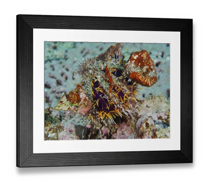 Framed Print : Spiny sea urchin (Tripneustes gratilla) camouflaging itself with orange and colourful objects in a coral reef