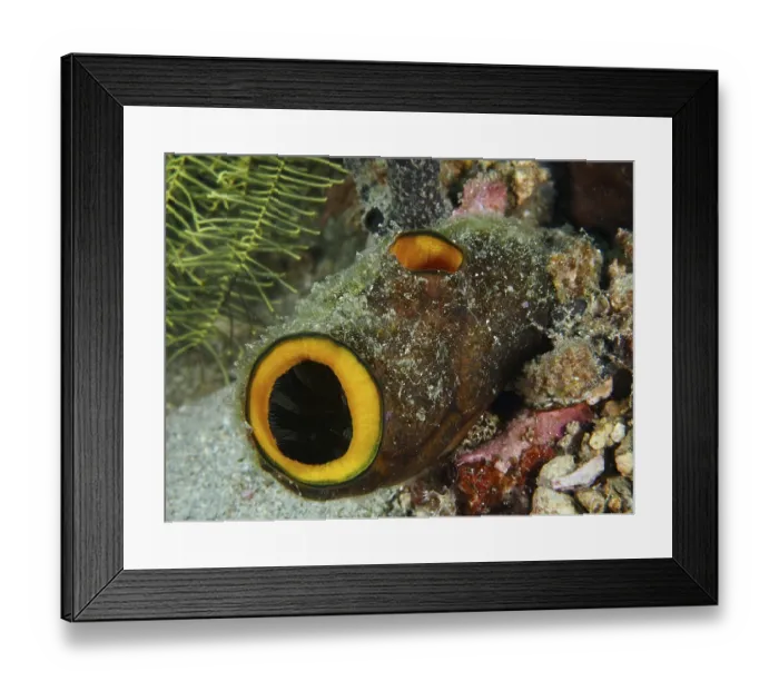 Framed Print : Underwater organism resembling a tube with orange-coloured openings