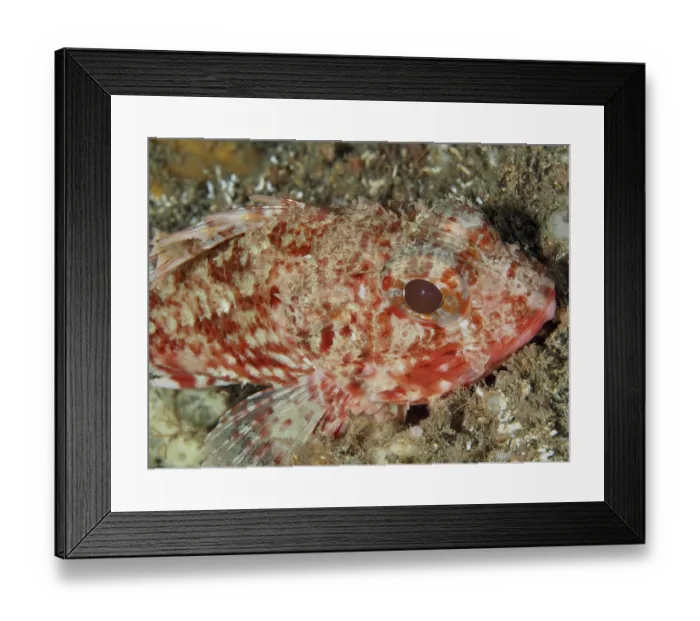 Framed Print : Close-up of the head of a Small red scorpionfish (Scorpaena notata)