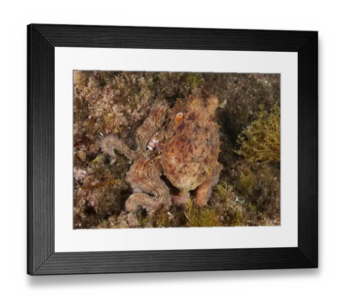 Framed Print : Octopus, Common Octopus (Octopus vulgaris)