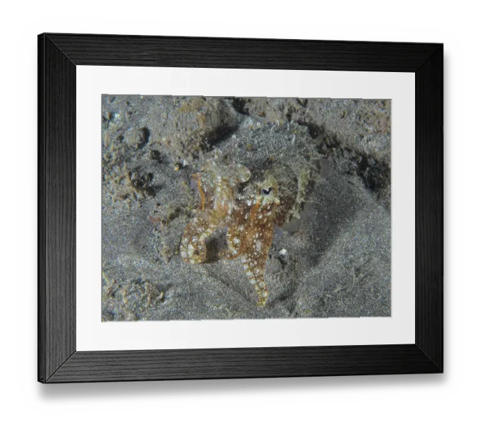 Framed Print : A cuttlefish, Common cuttlefish (Sepia officinalis) juvenile