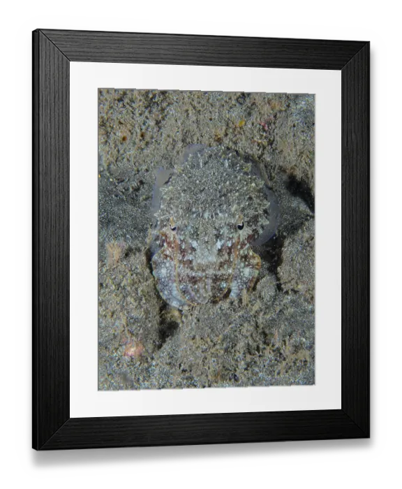 Framed Print : A cuttlefish, Common cuttlefish (Sepia officinalis) juvenile