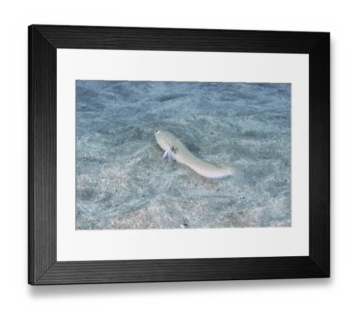 Framed Print : Small poisonous fish, Petermaennchen (Trachinus draco) Framed Print : Small poisonous fish, Petermaennchen (Trachinus draco)