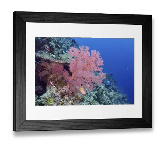 Framed Print : Red knot fan (Melithaea ochracea) on a colourful reef in a seascape