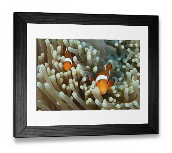 Framed Print : Two Ocellaris Clownfish (Amphiprion ocellaris) hiding in a protective sea anemone Framed Print : Two Ocellaris Clownfish (Amphiprion ocellaris) hiding in a protective sea anemone
