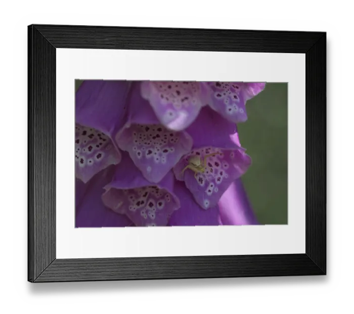 Framed Print : Common foxglove (Digitalis purpurea) (Foxglove with Variable Crab Spider (Misumena vatia) Framed Print : Common foxglove (Digitalis purpurea) (Foxglove with Variable Crab Spider (Misumena vatia)