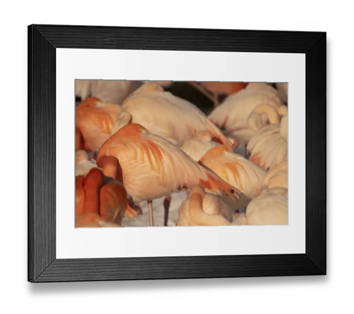 Framed Print : Flamingos (Phoenicopteridae) in detail