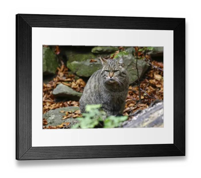 Framed Print : European Wildcat (Felis silvestris) Framed Print : European Wildcat (Felis silvestris)