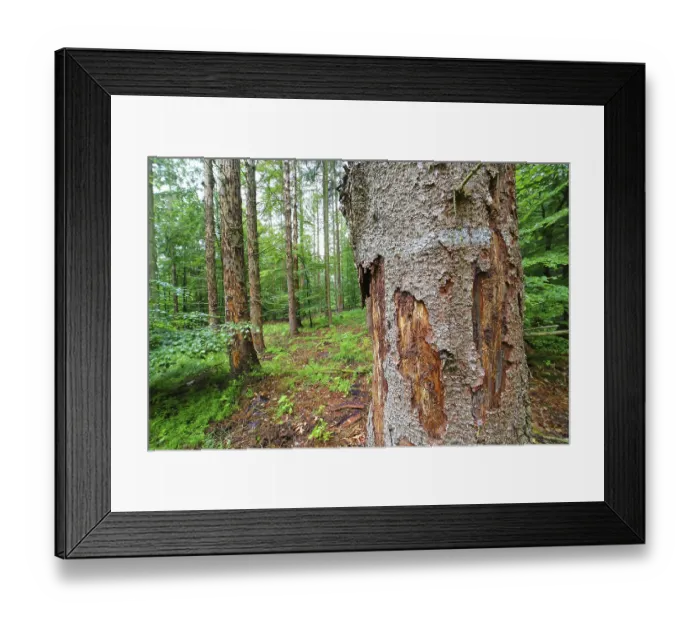 Framed Print : Forest dieback due to bark beetles and drought