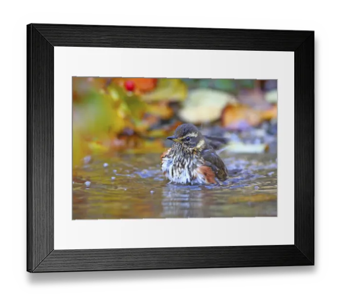Framed Print : Redwing (Turdus iliacus) bathes in shallow water Hesse