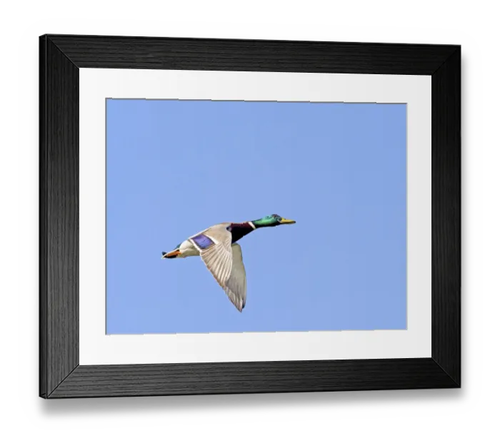 Framed Print : Mallard (Anas platyrhynchos), male Framed Print : Mallard (Anas platyrhynchos), male
