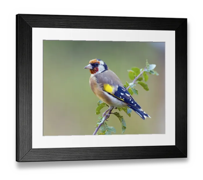 Framed Print : European goldfinch (Carduelis carduelis) sitting on a branch