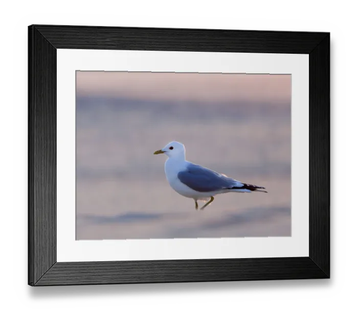 Framed Print : Common gull (Larus canus), Texel Island
