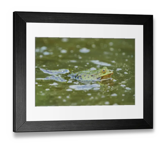 Framed Print : Edible frog (Pelophylax esculentus) in water with spawn Framed Print : Edible frog (Pelophylax esculentus) in water with spawn