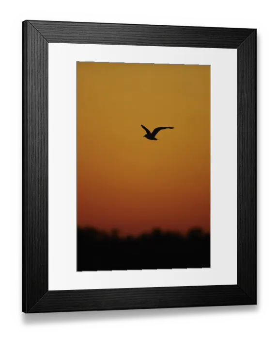 Framed Print : Black-headed gull (Chroicocephalus ridibundus) in flight at sunset Framed Print : Black-headed gull (Chroicocephalus ridibundus) in flight at sunset