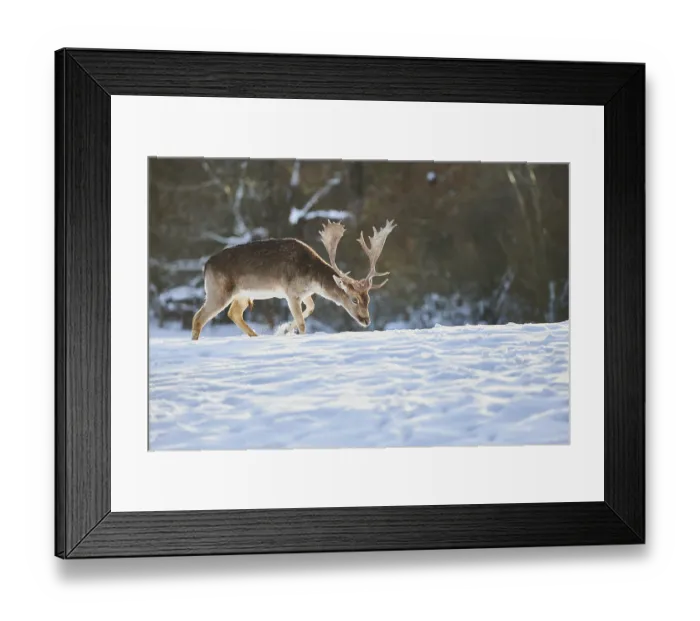 Framed Print : Fallow deer (Dama dama) on a snowy meadow Framed Print : Fallow deer (Dama dama) on a snowy meadow