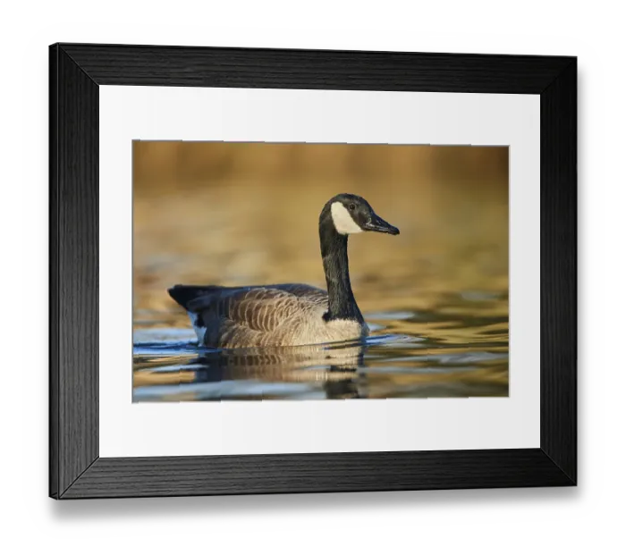 Framed Print : Canada goose (Branta canadensis) swimming in a lake