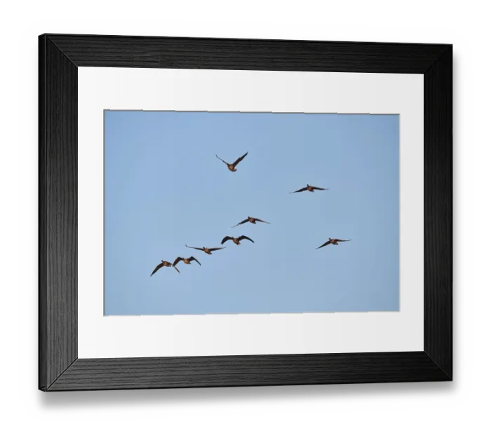 Framed Print : Greater white-fronted goose (Anser albifrons)