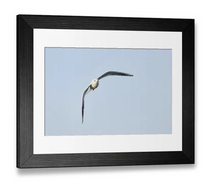 Framed Print : Black-headed gull (Chroicocephalus ridibundus) flying Framed Print : Black-headed gull (Chroicocephalus ridibundus) flying