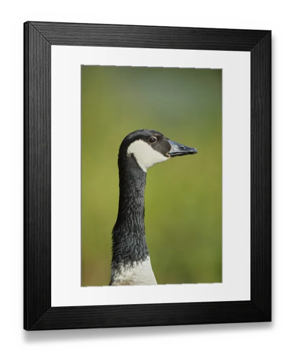 Framed Print : Canada goose (Branta canadensis) Framed Print : Canada goose (Branta canadensis)