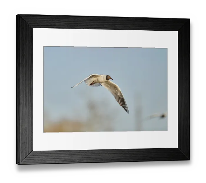 Framed Print : Black-headed gull (Chroicocephalus ridibundus) flying above danubia river